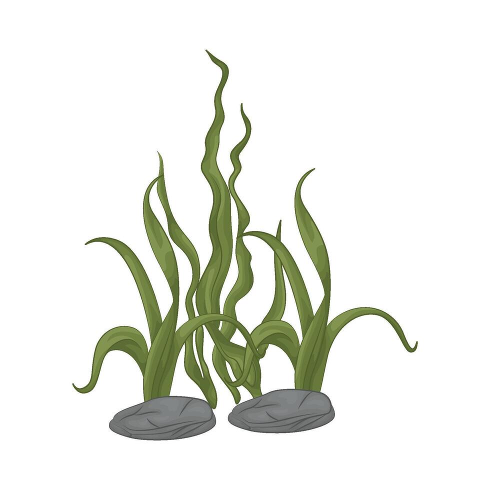 Illustration of seaweed vector