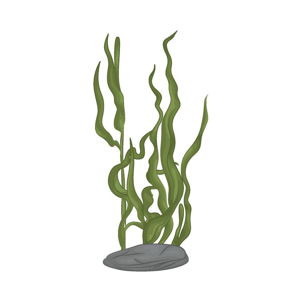 Illustration of seaweed vector