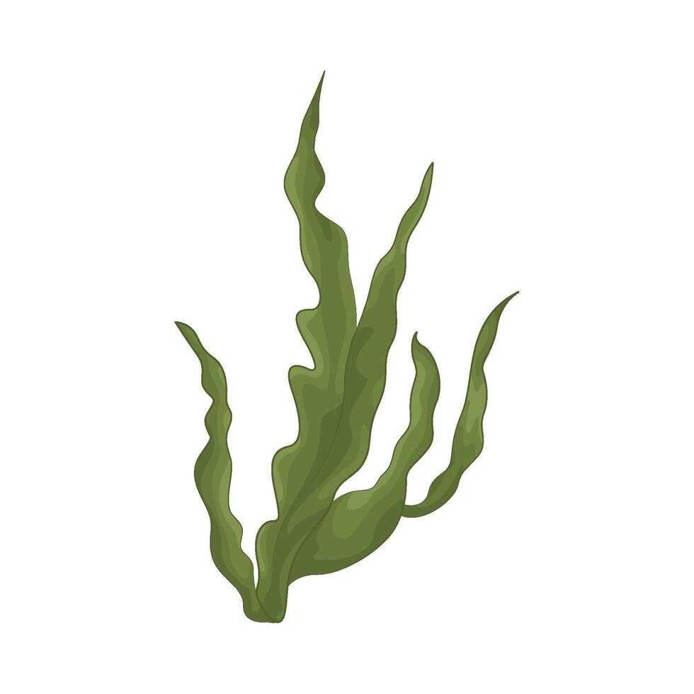 Illustration of seaweed vector
