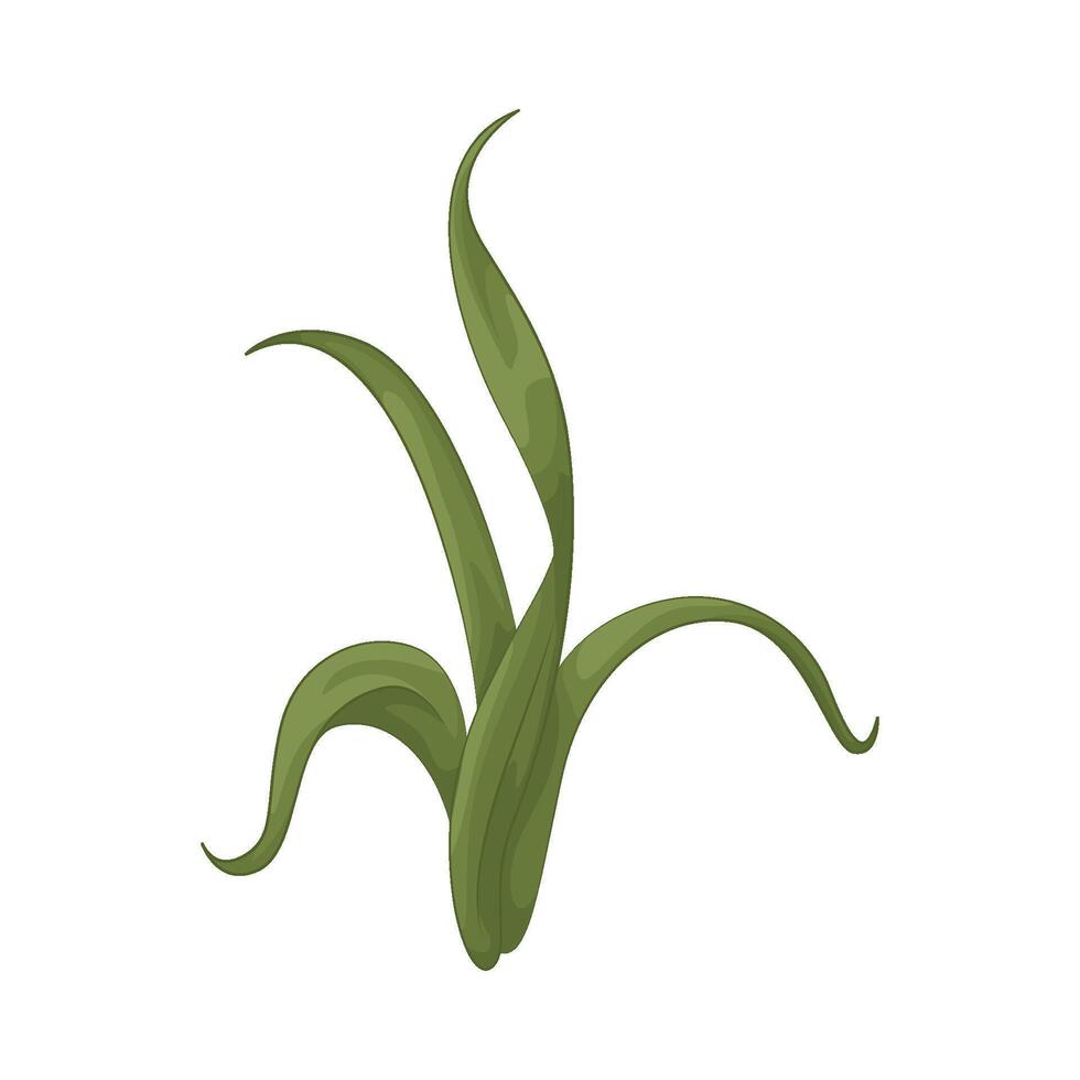 Illustration of seaweed vector