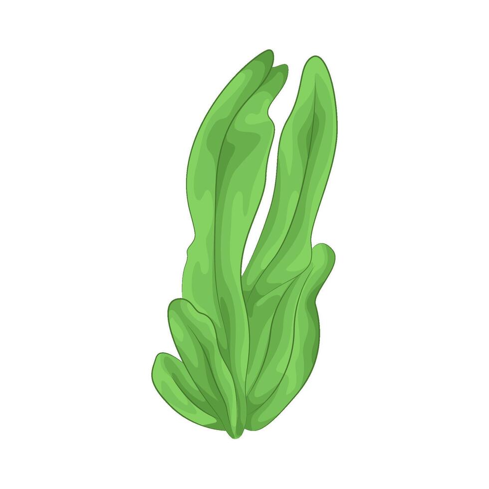 Illustration of seaweed vector