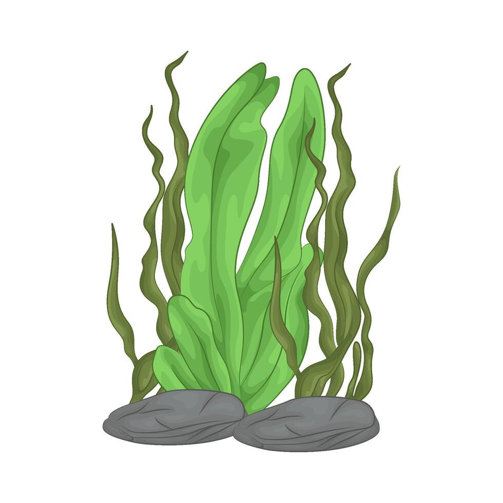 Illustration of seaweed vector