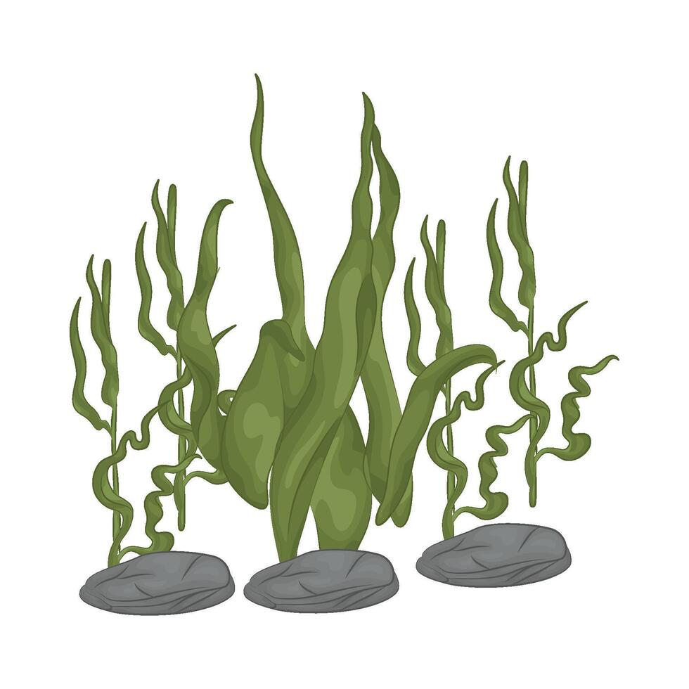 Illustration of seaweed vector