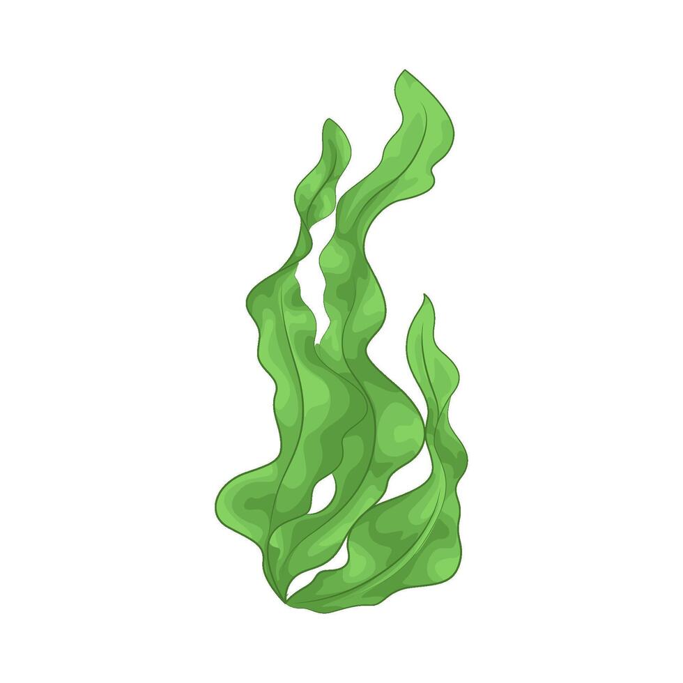 Illustration of seaweed vector