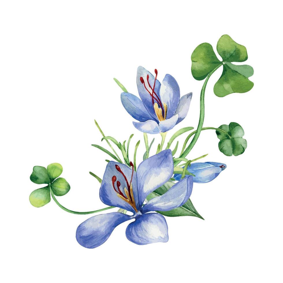 Arrangement of shamrock and crocus watercolor illustration isolated on white. Painted green clover and blue flowers. Irish lucky symbol hand drawn. Design for St.Patricks day postcard, Easter card vector