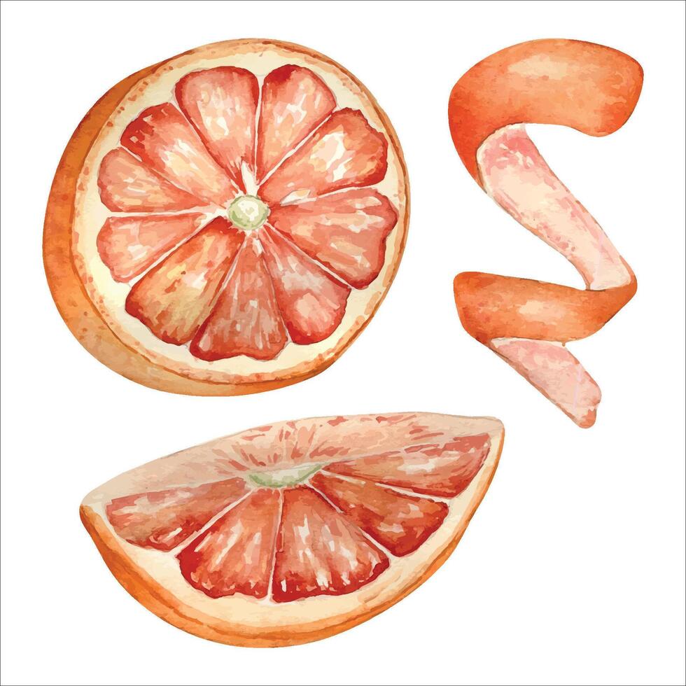 Pink ripe grapefruit watercolor illustration isolated on white. Set of slice and half grapefruit hand drawn. Orange citrus fruit botanical style drawing. Grapefruit peel. Design element for packaging. vector