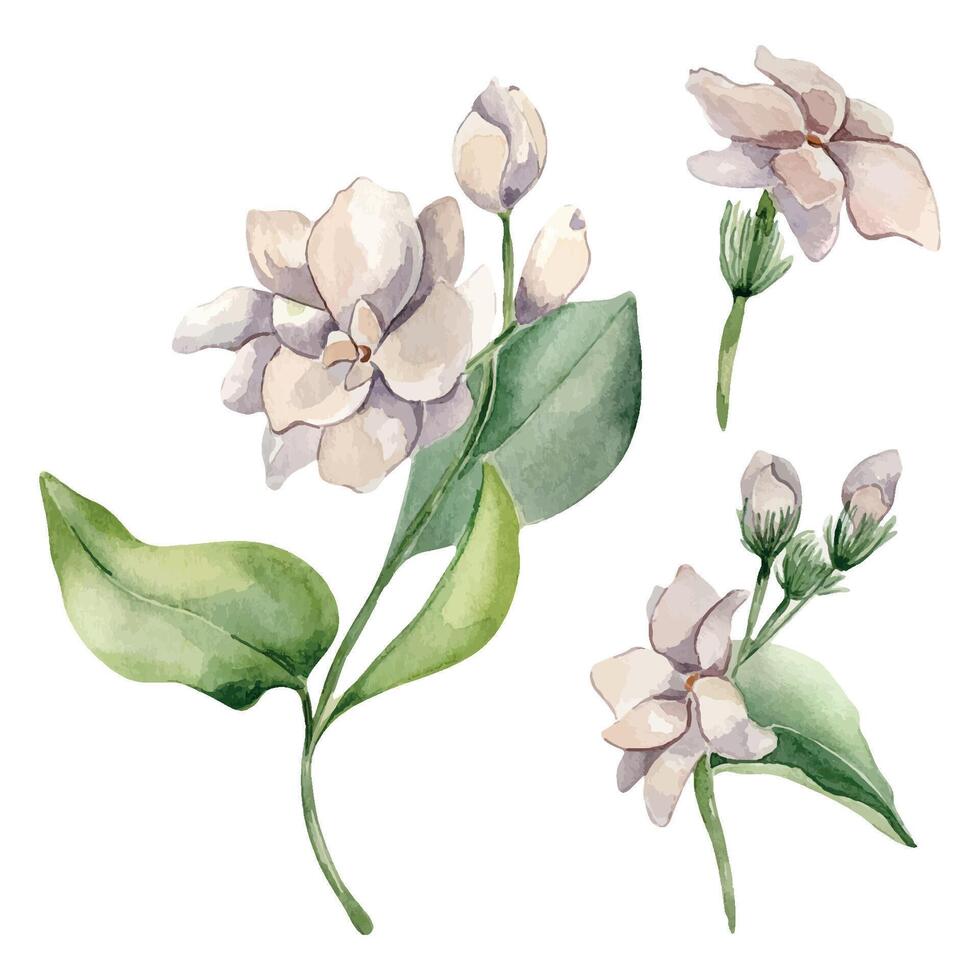 Jasmine sambac plant watercolor illustration isolated on white. White flower botanical style hand drawn. Set of jasmine flowers, stems and leaves. Design elements for label product cosmetic, printing. vector