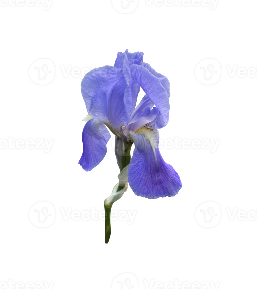Iris bright violet flower with leaves close-up, cutout with clipping path object, floral element of design, decor png