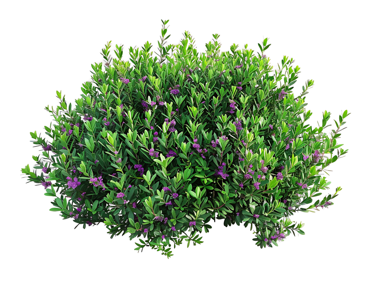 Leucophyllum Frutescens Bush Isolated on Transparent png