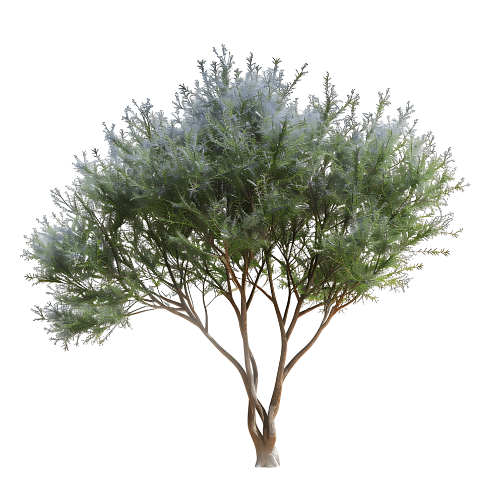 Psorothamnus Spinosus on Clear Background Cutout png