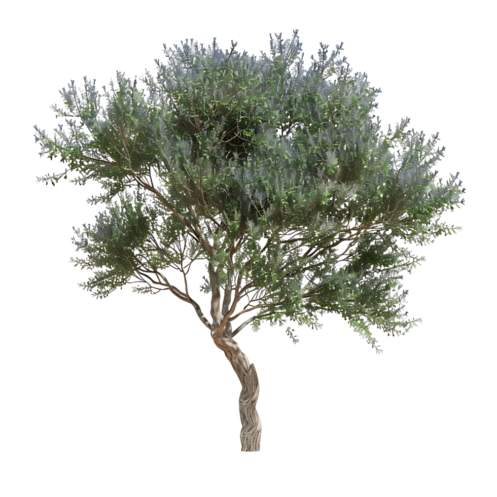 Psorothamnus Spinosus Isolated on Transparent Background png