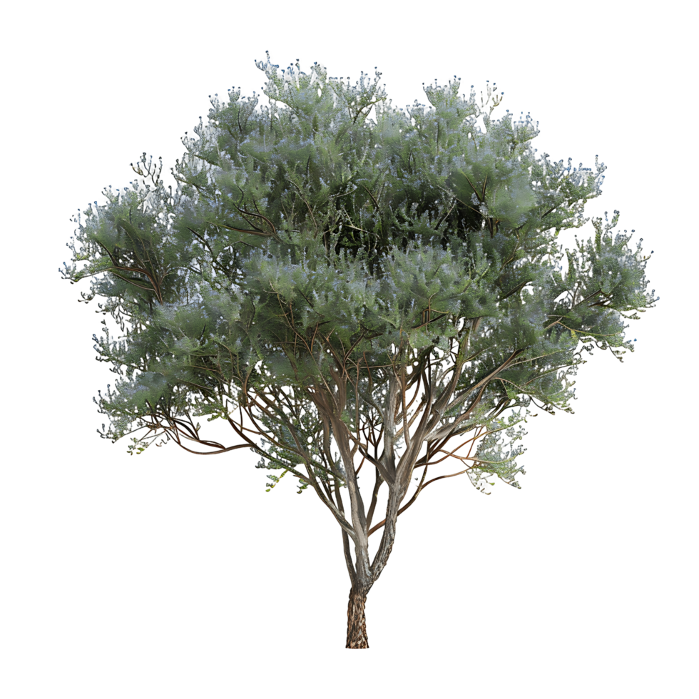 Psorothamnus Spinosus Tree Isolated on Clear Background png