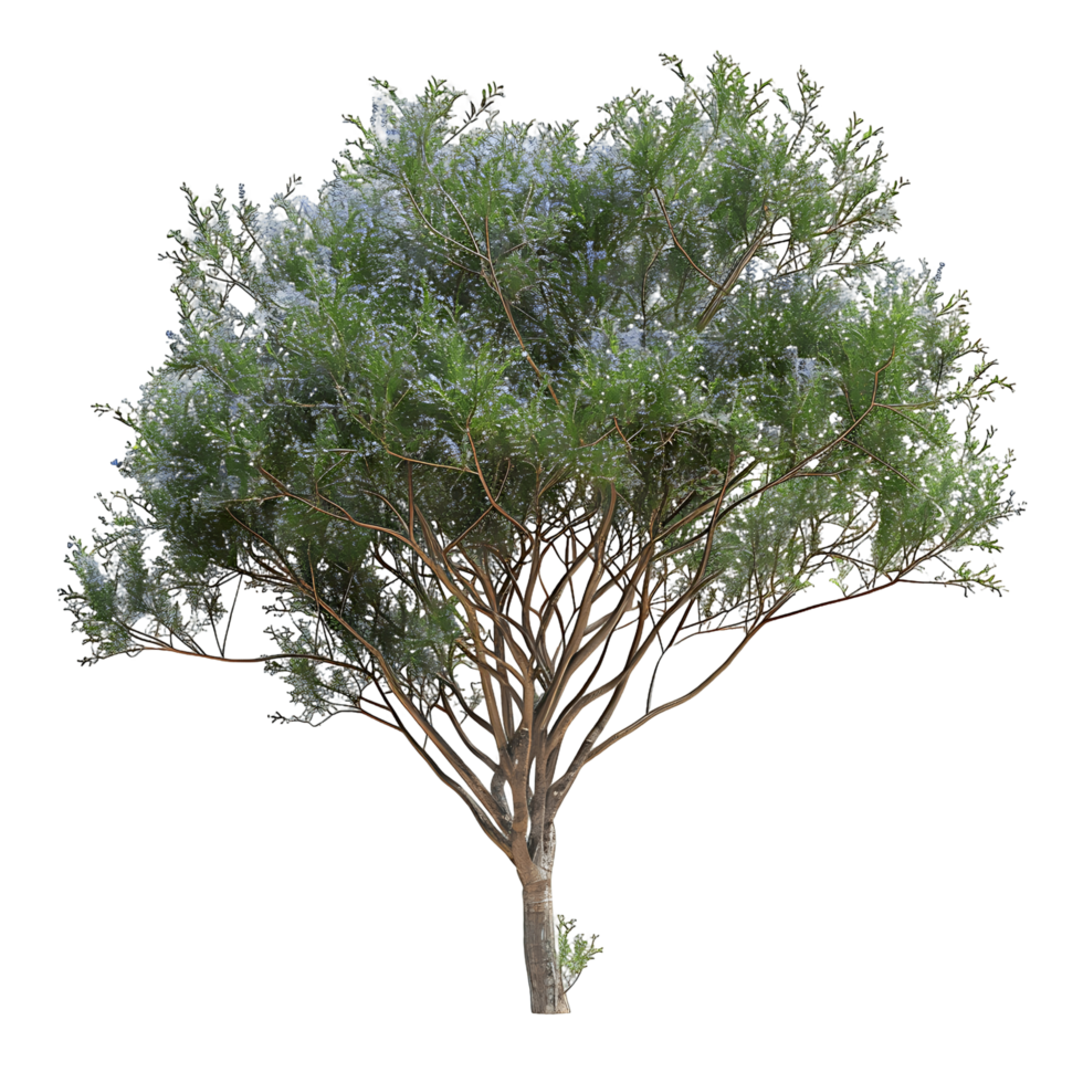 Psorothamnus Spinosus on Transparent Cutout png