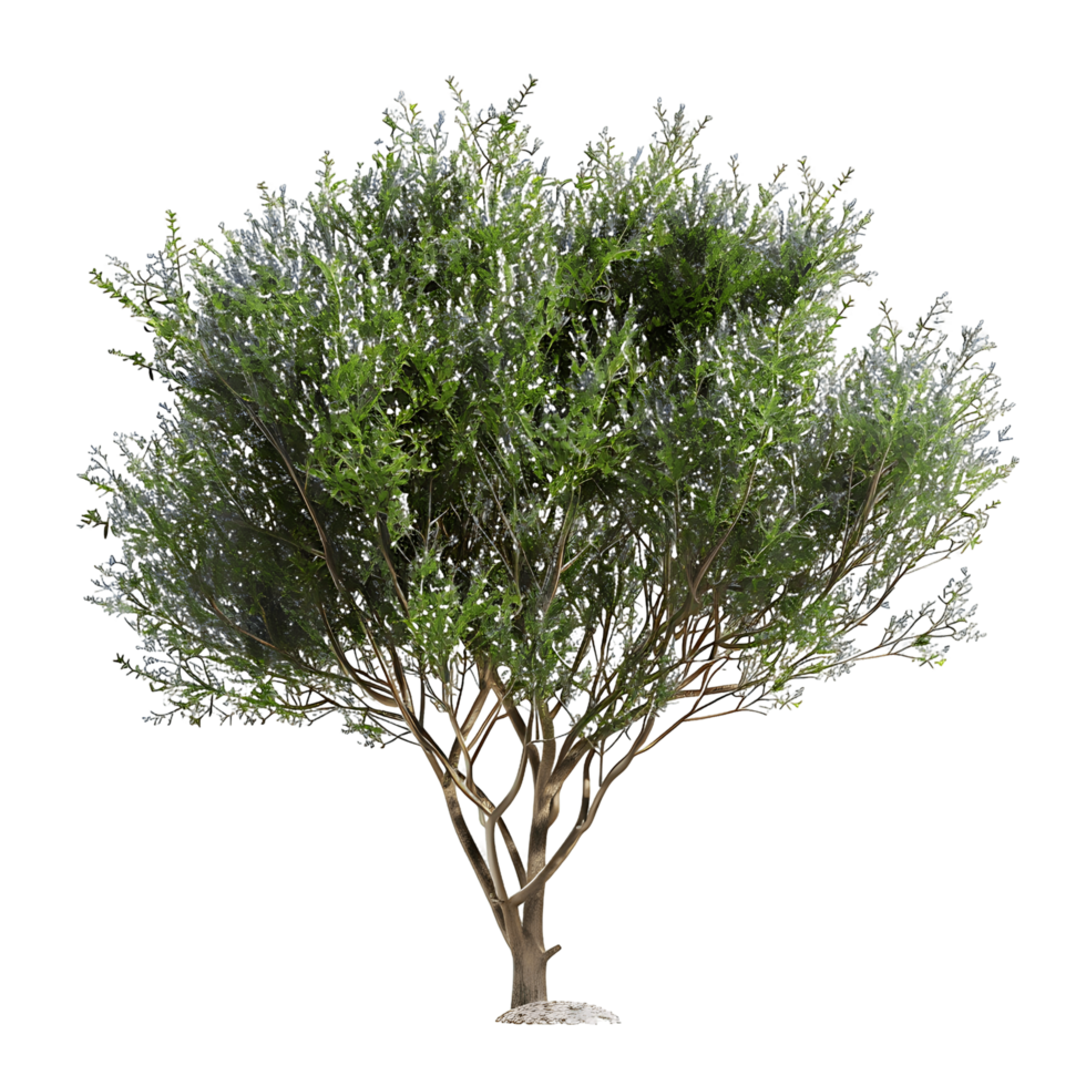 Psorothamnus Spinosus on Transparent Background Cutout png