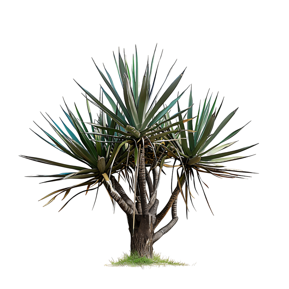 Agave Angustifolia Isolated on Clear Background png
