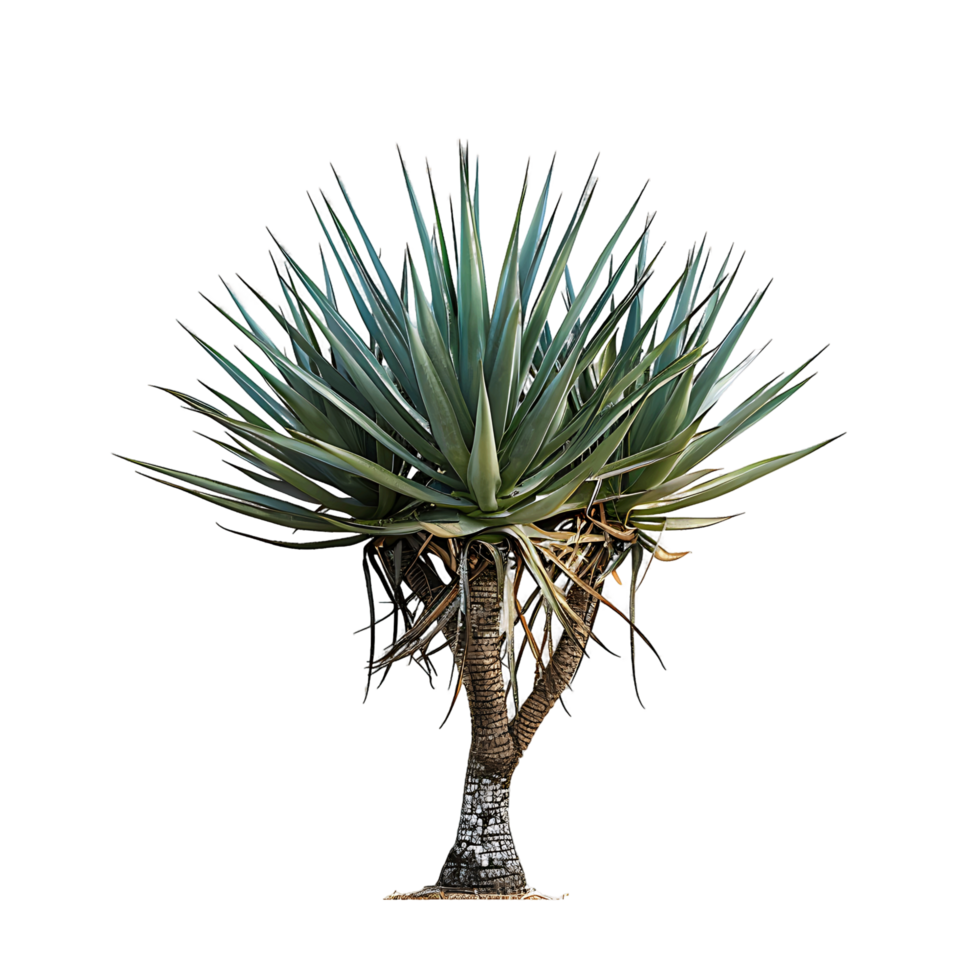 Agave Angustifolia Tree on Clear Background png