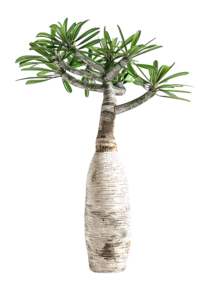 Pachypodium Geayi on Transparent Background png