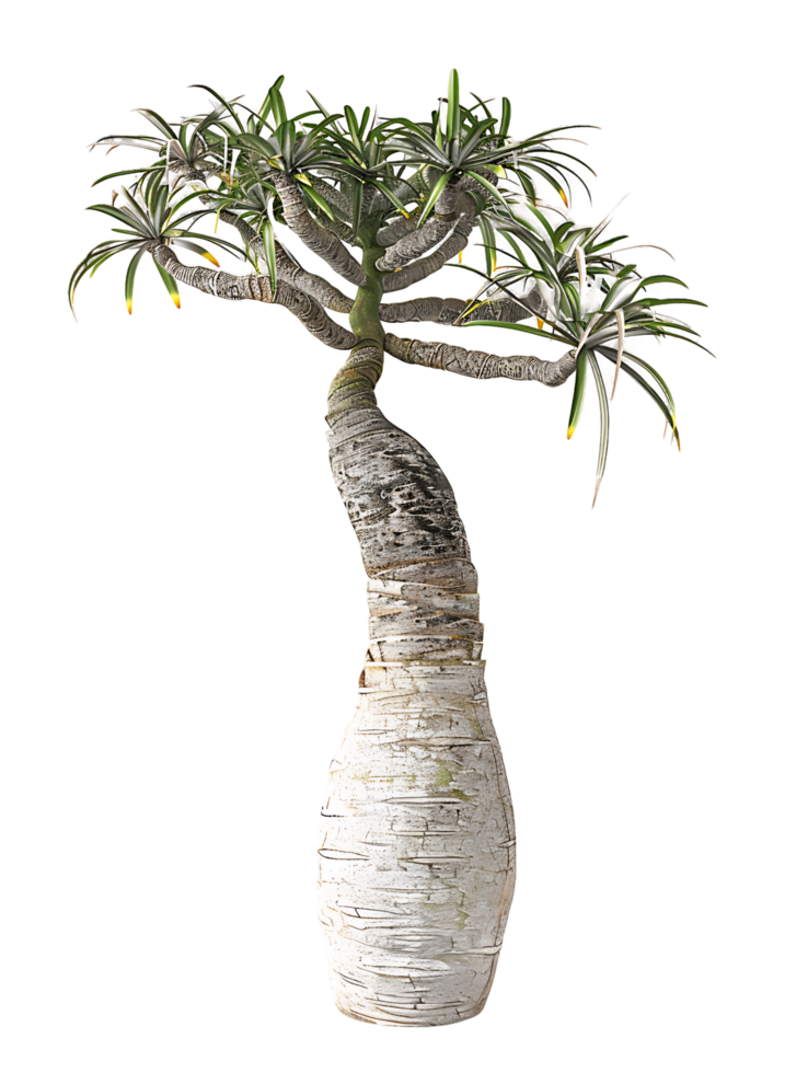 Pachypodium Geayi Tree on Transparent Background png
