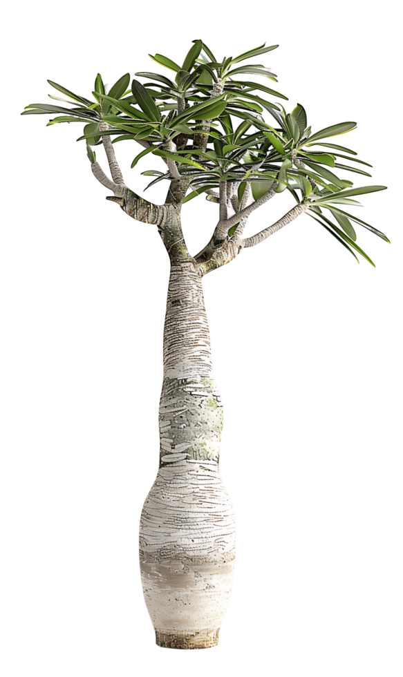 Pachypodium Geayi Tree Isolated on Transparent Background png