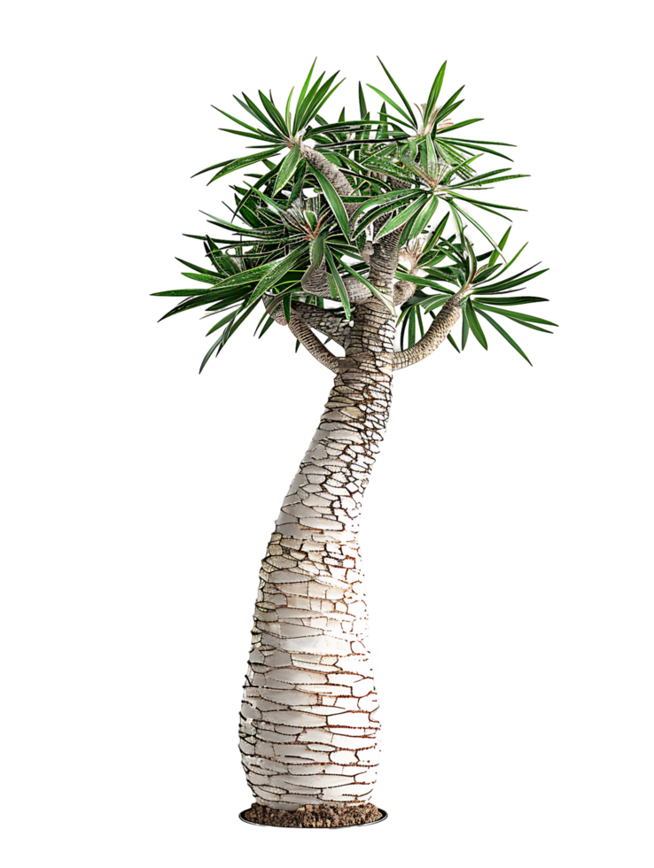 Pachypodium Geayi Isolated on Clear Background png