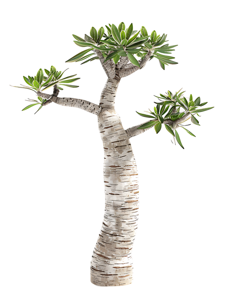 Pachypodium Geayi Tree Isolated on Clear Background png