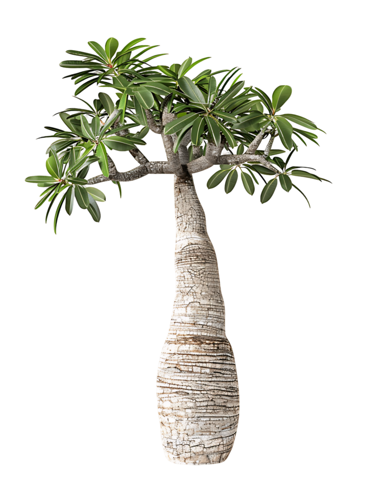 Pachypodium Geayi Isolated on Transparent Background png