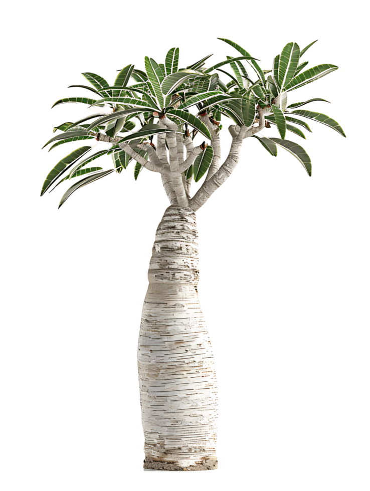 Pachypodium Geayi with Transparent Background png