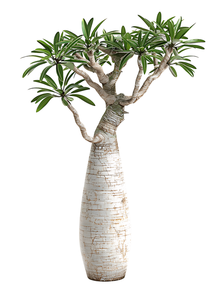 Pachypodium Geayi Tree with Clear Background png
