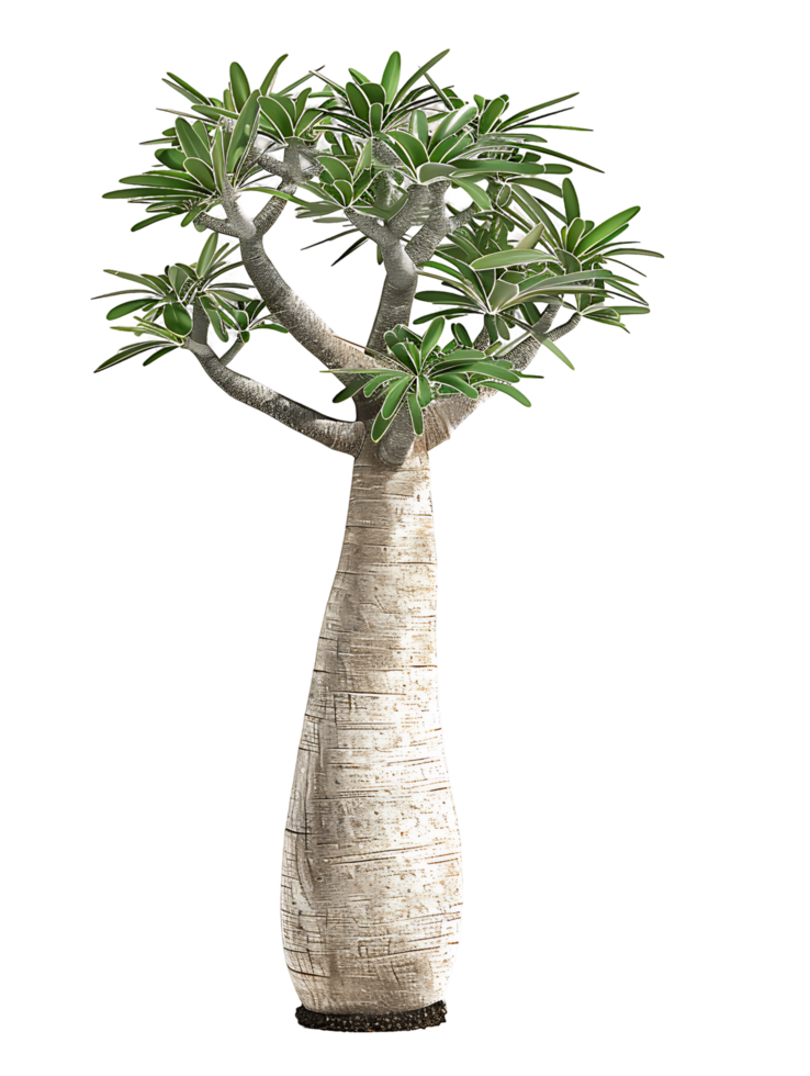 Pachypodium Geayi on Transparent Cutout png