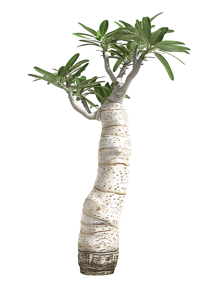 Pachypodium Geayi Tree Isolated on Transparent Background png
