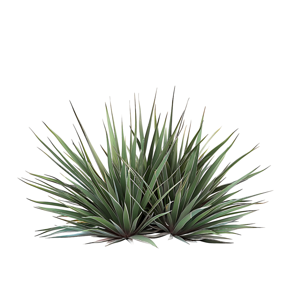 Agave Stricta Bush Isolated on Clear Cutout png