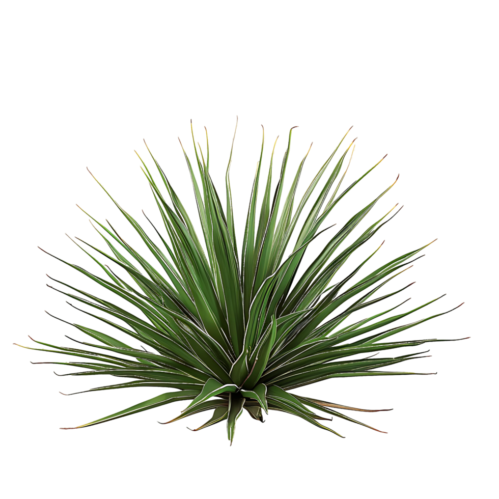 Agave Stricta with Transparent Background png