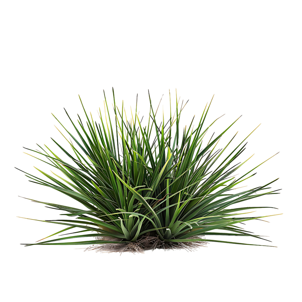 Agave Stricta with Transparent Background png