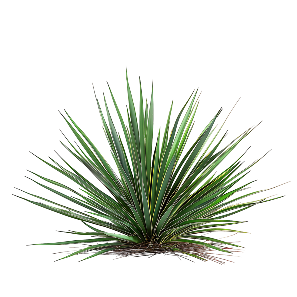 Agave Stricta Bush Isolated on Transparent png