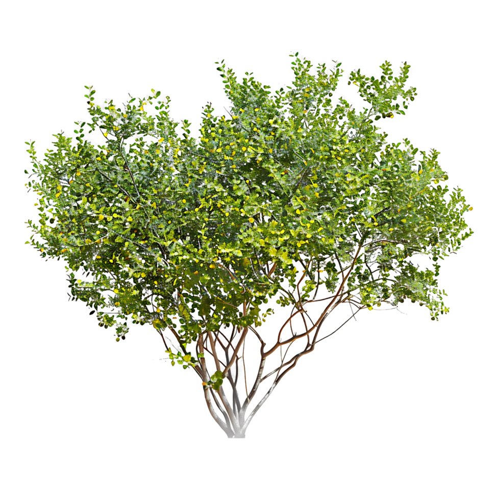 Larrea Cuneifolia Tree on Clear Background png