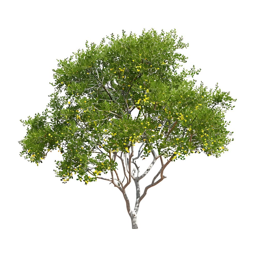 Larrea Cuneifolia Isolated on Transparent Background png