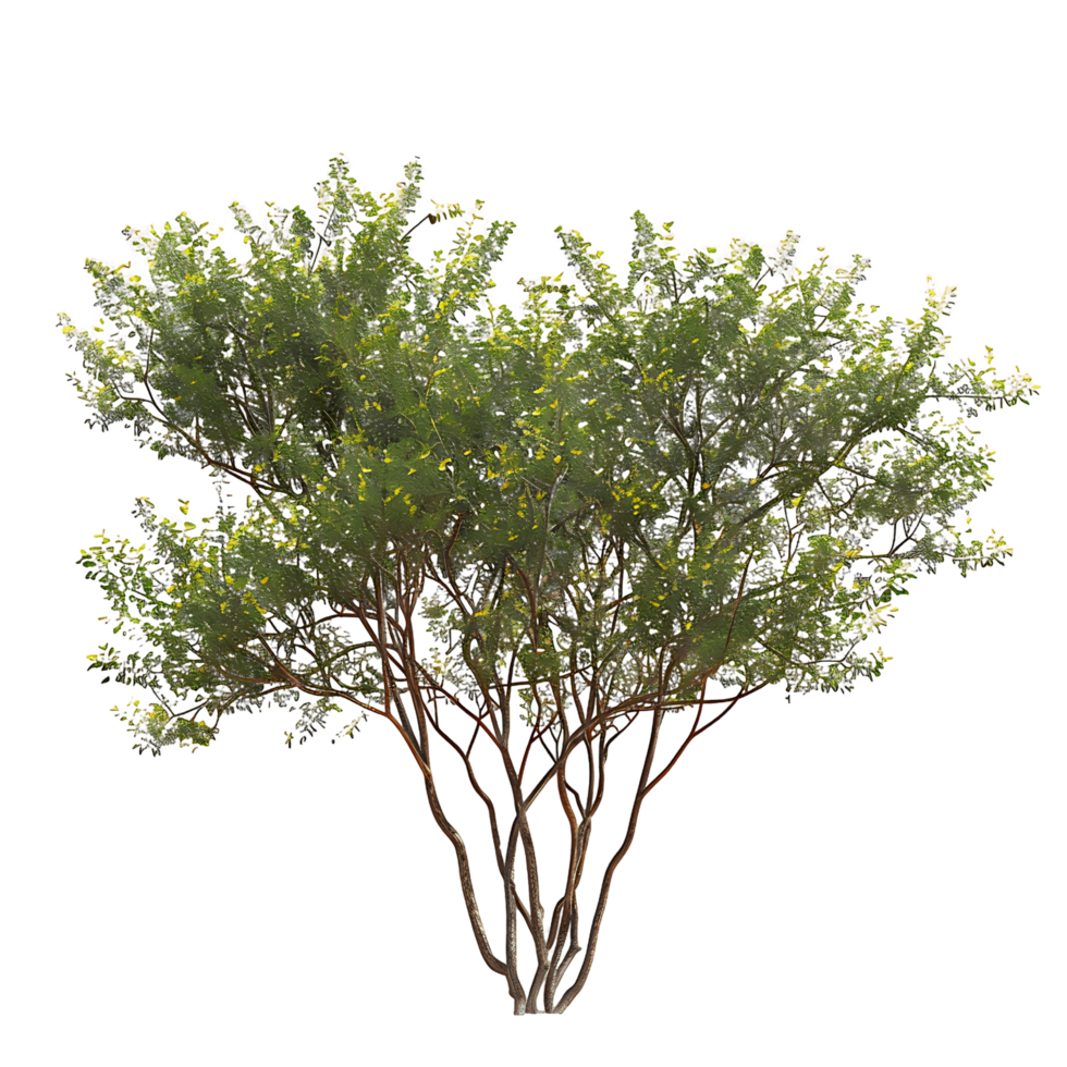 Larrea Divaricata Tree Isolated on Transparent png
