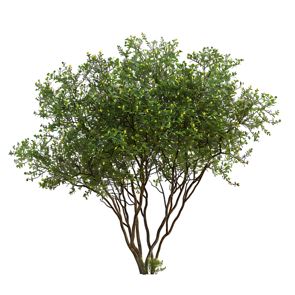 Larrea Divaricata Tree Isolated on Transparent Background png