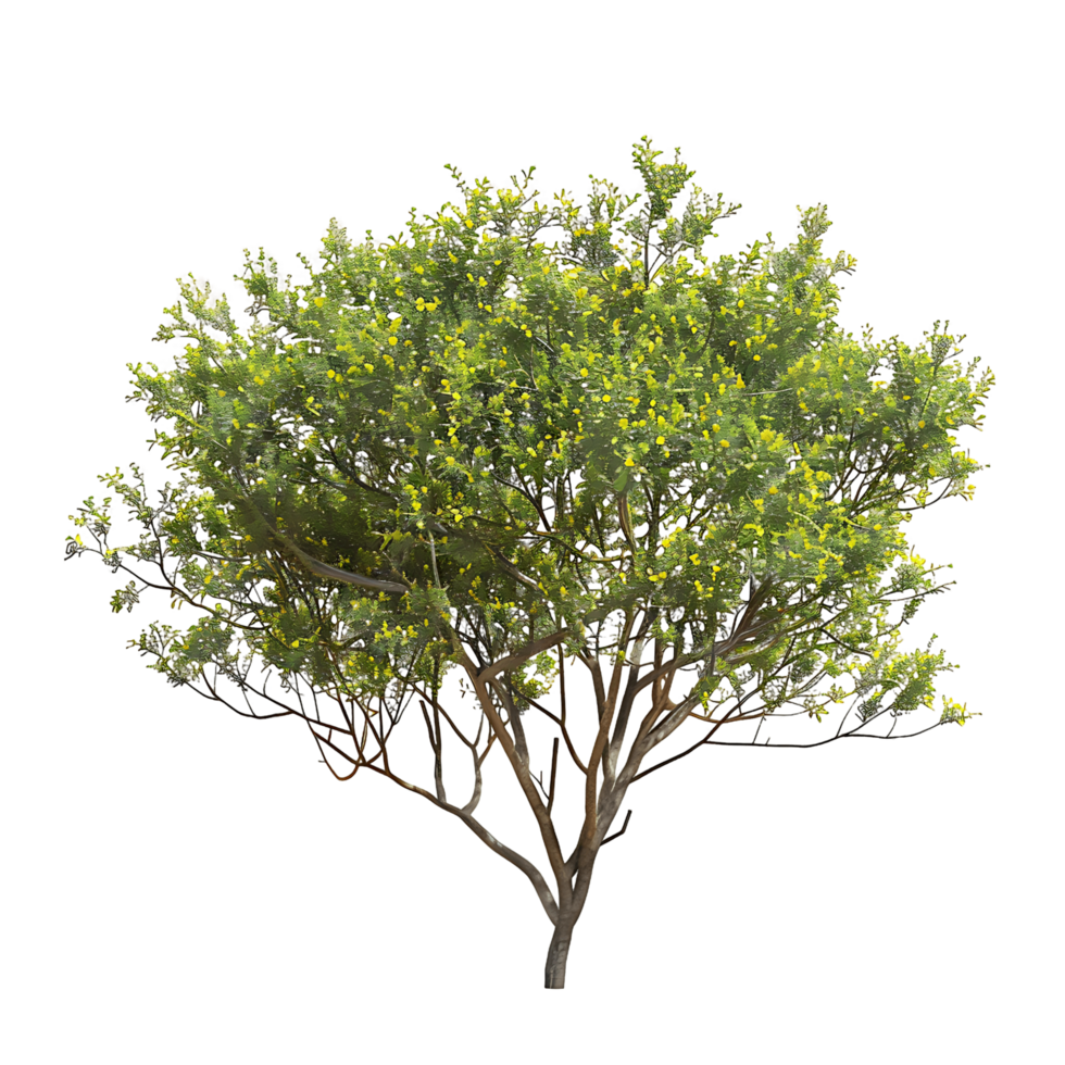 Larrea Divaricata Tree Isolated on Clear Background png