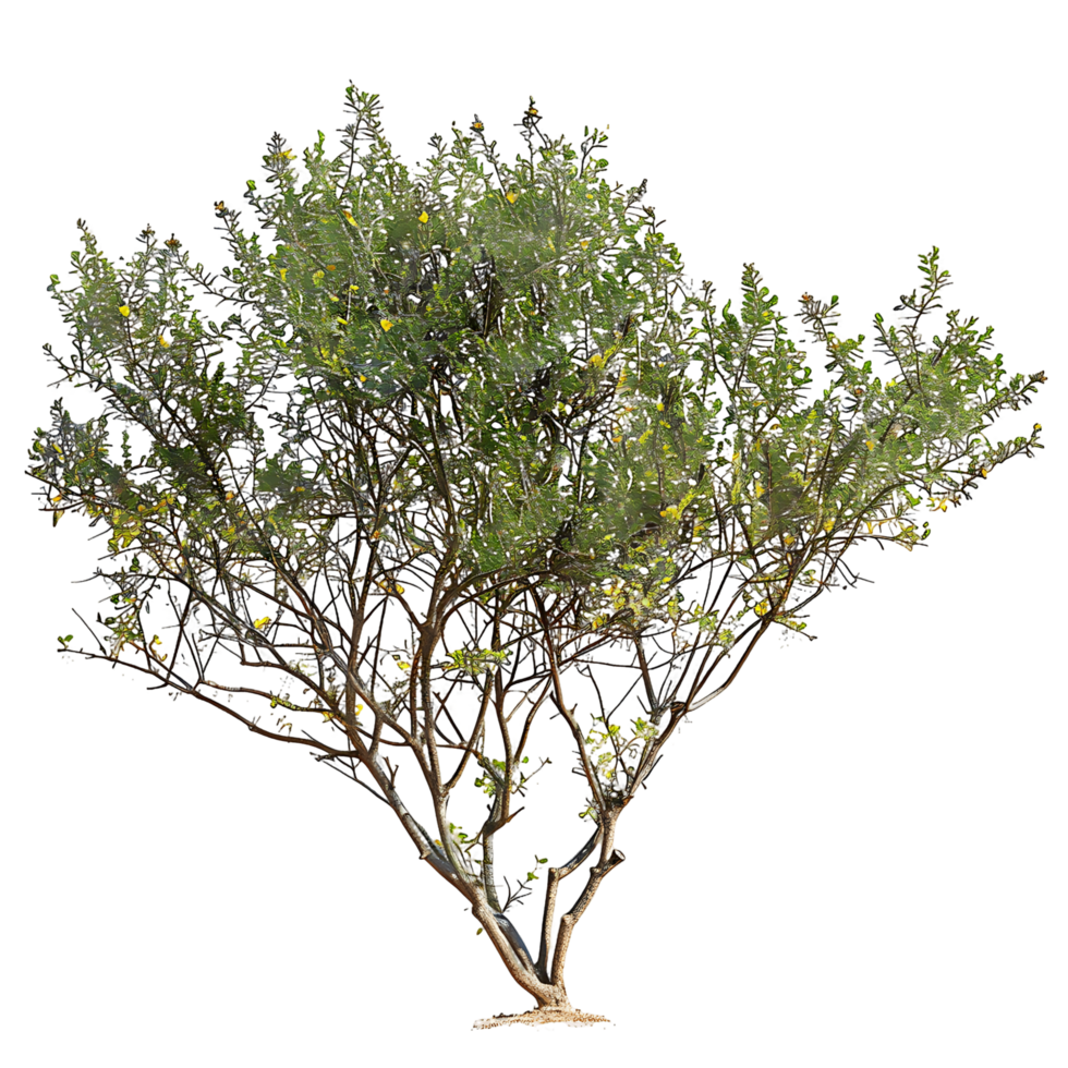 Larrea Divaricata on Clear Background Cutout png