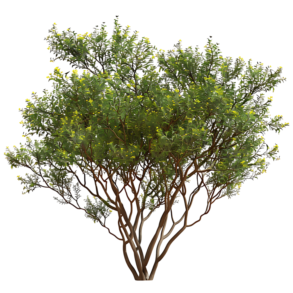 Larrea Divaricata Tree on Transparent Background png