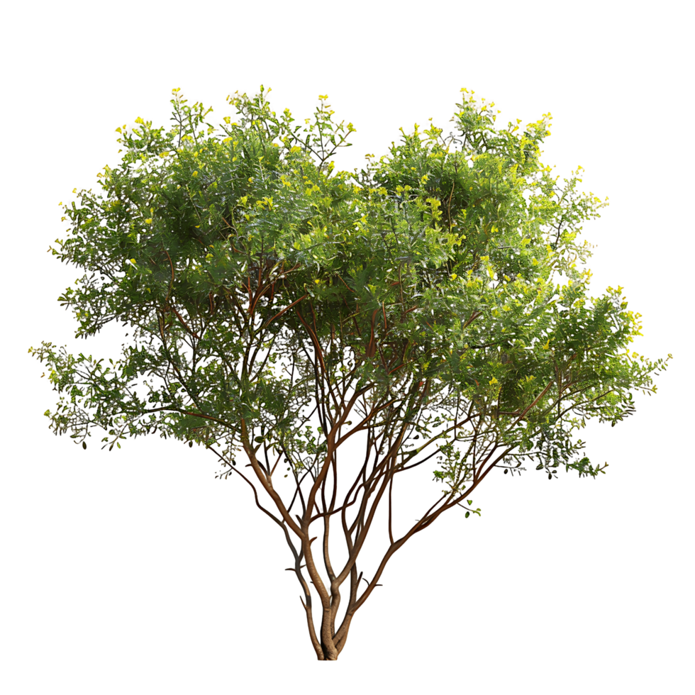 Larrea Divaricata Tree Isolated on Clear Cutout png