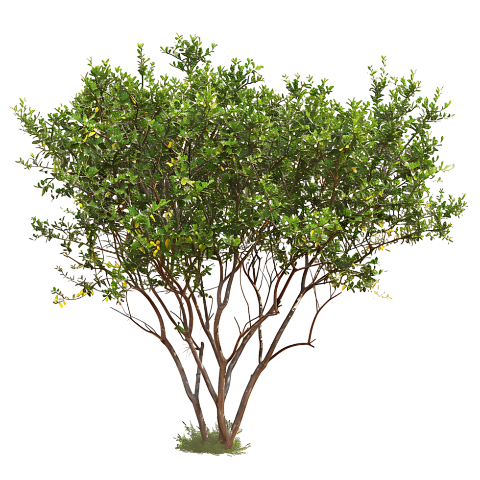 Larrea Divaricata with Clear Background png
