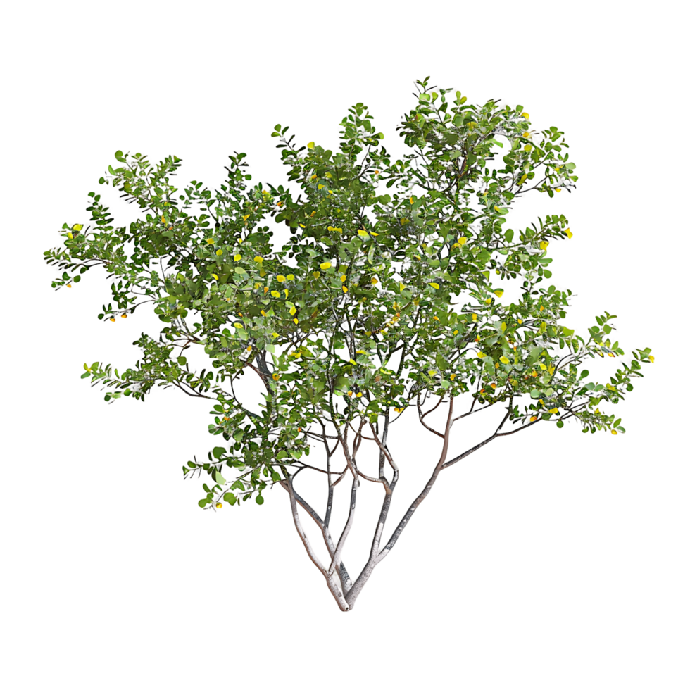 Larrea Cuneifolia with Transparent Background png