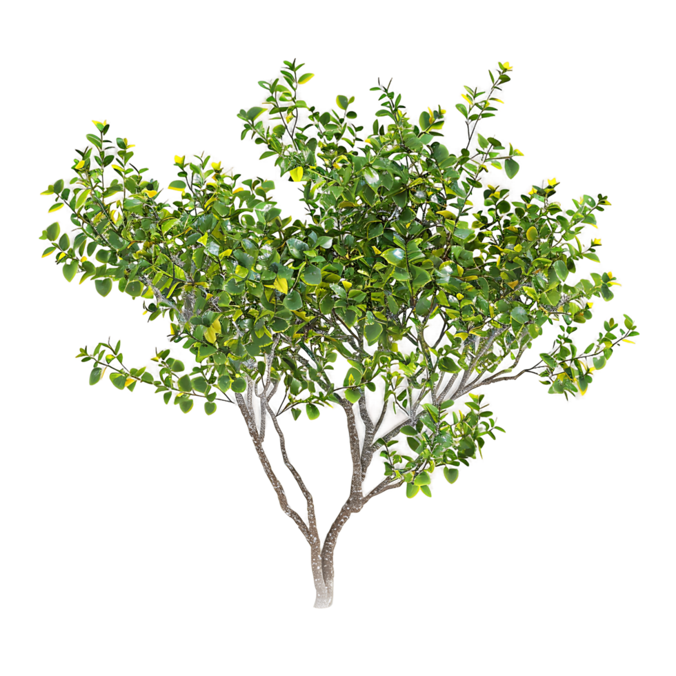 Larrea Cuneifolia with Clear Background png