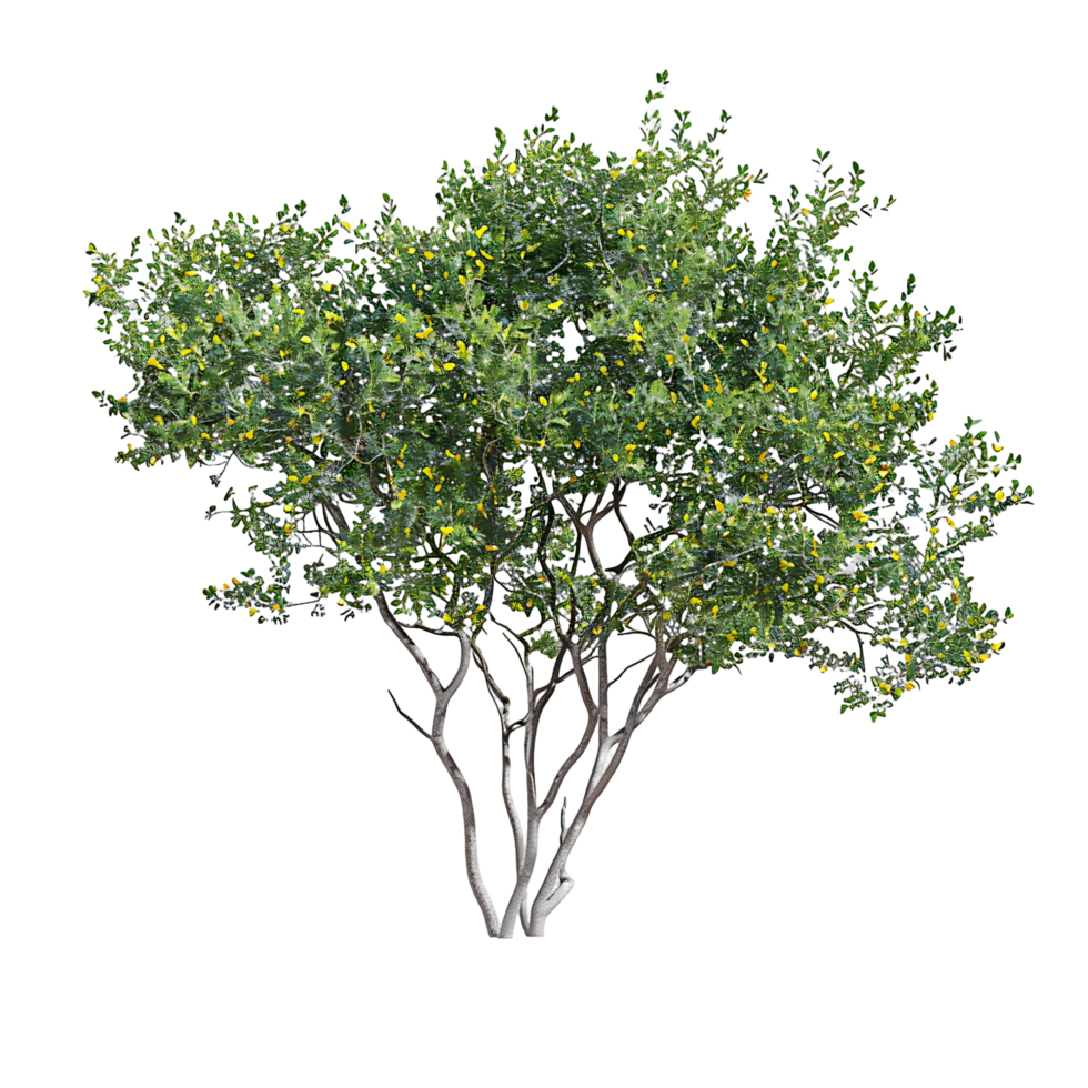 Larrea Cuneifolia Isolated on Transparent Background png