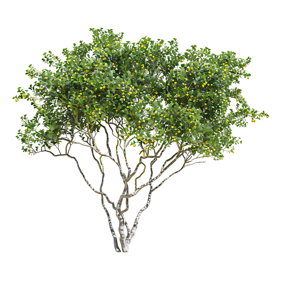 Larrea Cuneifolia on Clear Background Cutout png