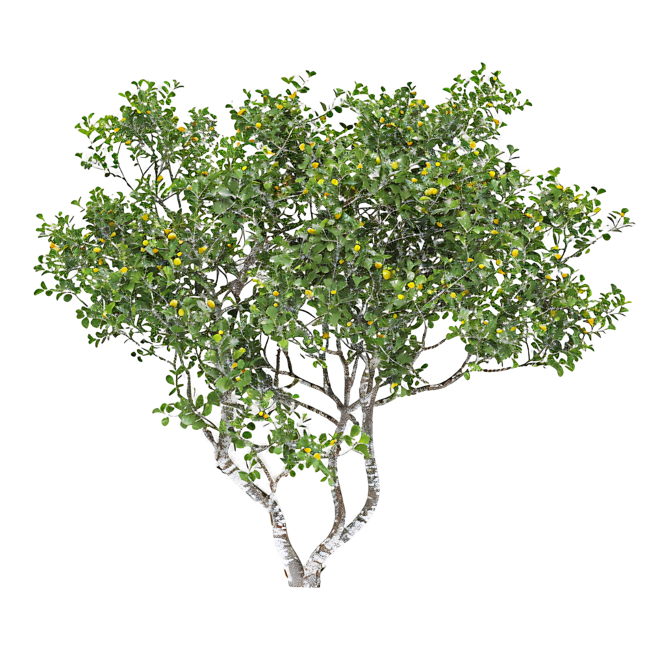 Larrea Cuneifolia Isolated on Clear Background png