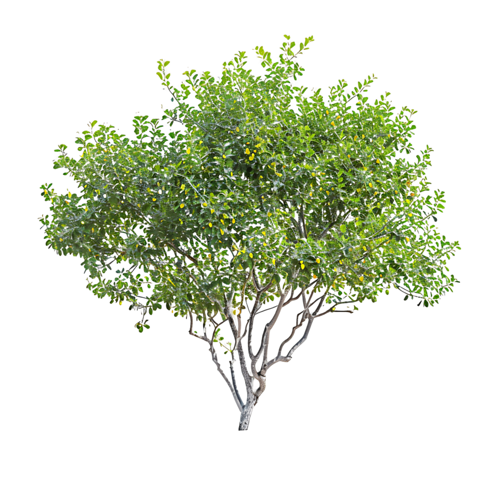 Larrea Cuneifolia with Transparent Background png