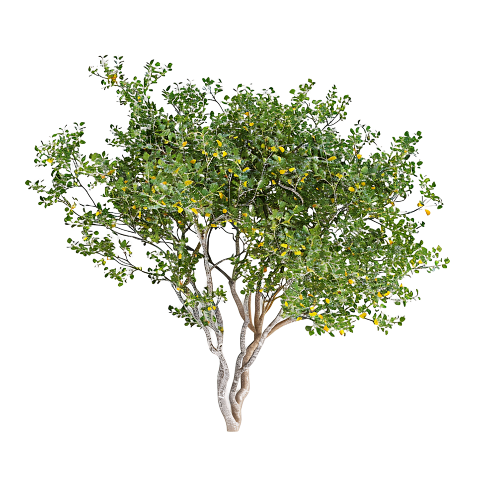 Larrea Cuneifolia Tree Isolated on Transparent png